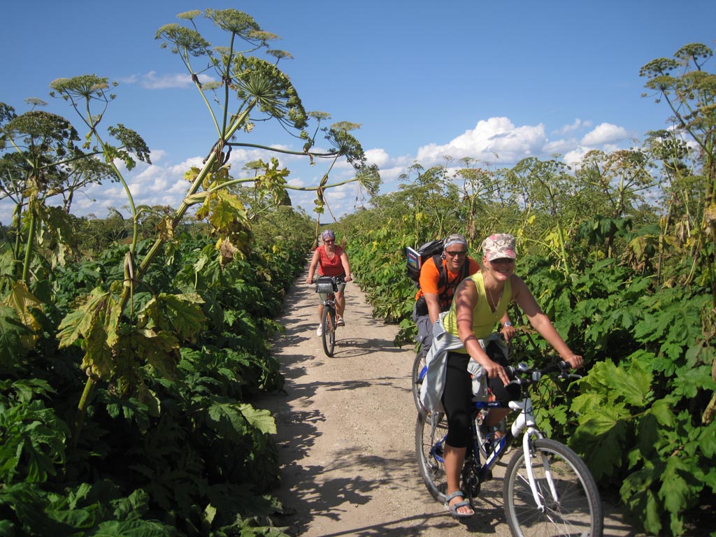 100 km biking around Lubans lake through giant hogweed – MOVIE