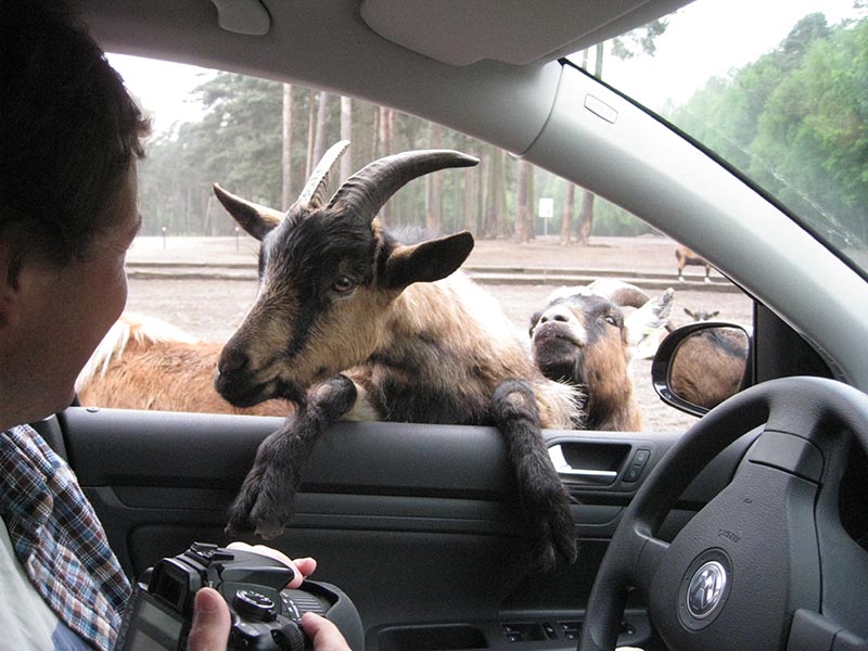 When Planets wildest animals walk around your car.. in Germany