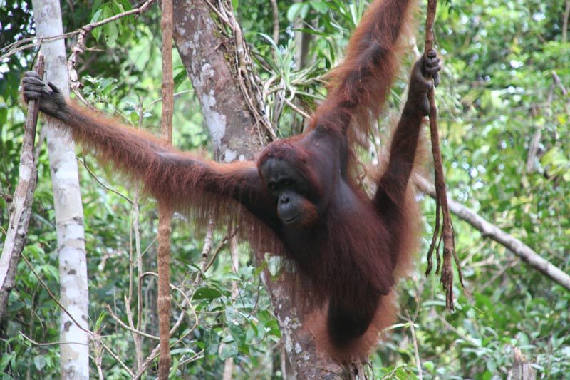 Kalimantan rain forest and orang utans