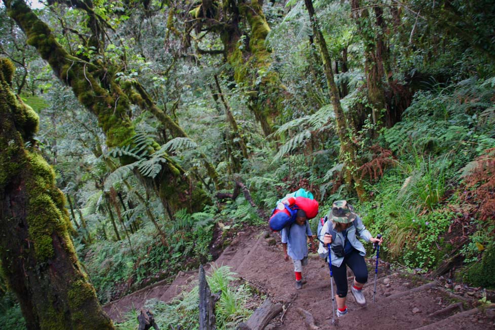 3rd-4th day: Moshi – Machame Gate – rain foresti – Machame Camp 3000 – Shiras plateau – Shira Camp 3840