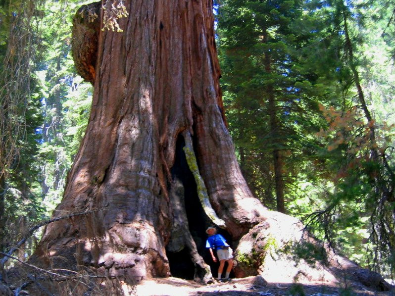 Giant Sequoia forest: searching for World’s largest natural object