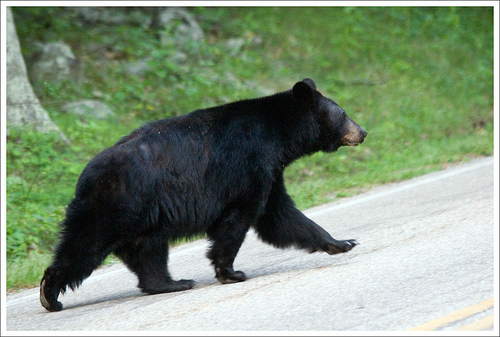 Appalachian Trail: Shenandoah NP, U.S.