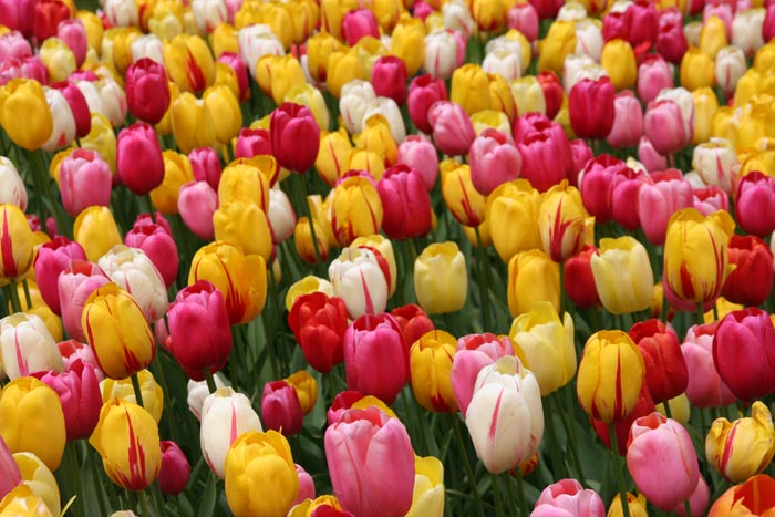 Tulip fields of Holland