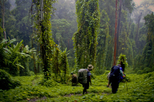 Kokoda Track, Owen Stanley range, New Guinea