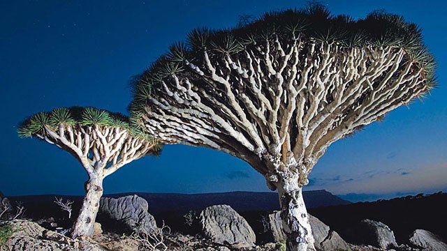 Dragons blood forests, Socotra Island, Yemen
